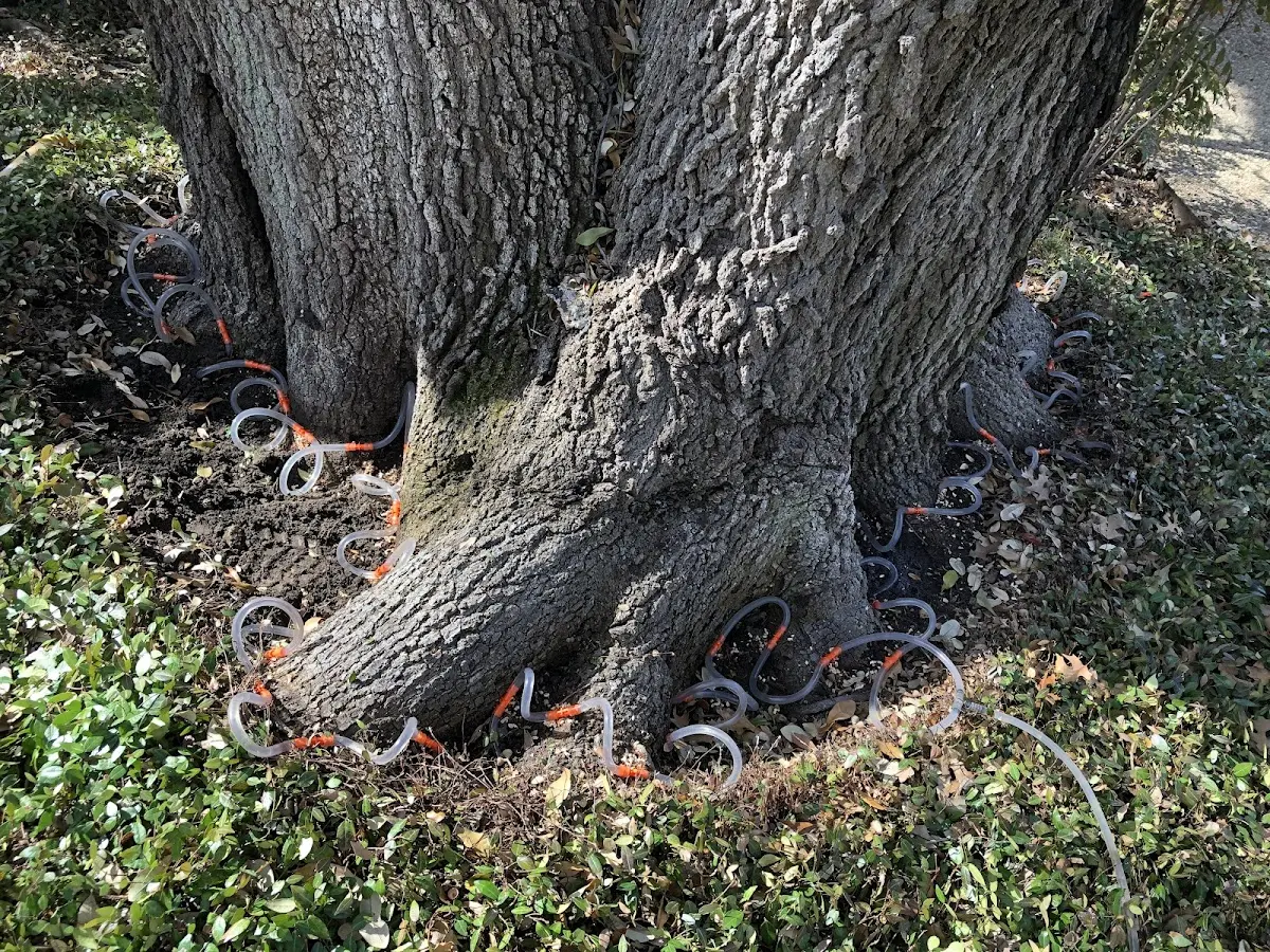 Detailed Tree Cabling and Bracing job site in Studio City